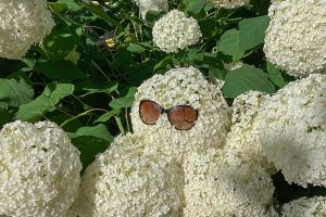 Zomer, vekoeling en gedachten